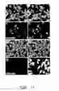 Fig. 23 - Pain signaling molecules