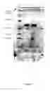 Fig. 02 - Phosphate-binding protein, pharmaceutical compositions containing same and use thereof