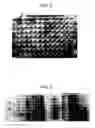 Fig. 03 - MUTANT PROTEIN HAVING DIAPHORASE ACTIVITY
