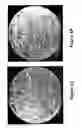 Fig. 05 - Kahalalide-producing bacteria