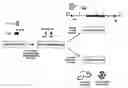 Fig. 01 - Methods of constructing a gene mutation library and compounds and compositions thereof