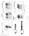 Fig. 03 - Methods and compositions relating to restricted expression lentiviral vectors and their applications