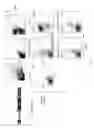 Fig. 07 - Methods and compositions relating to restricted expression lentiviral vectors and their applications