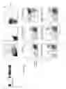 Fig. 08 - Methods and compositions relating to restricted expression lentiviral vectors and their applications