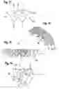 Fig. 05 - Plate-link chain