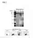 Fig. 03 - Lactoferrin polypeptide, process for producing the same and inflammation inducing substance