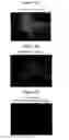 Fig. 08 - Method of treating arthritis and promoting growth of articular chondrocytes