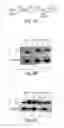 Fig. 14 - Dynamin mediated diseases and associated methods and products
