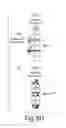 Fig. 15 - Dynamin mediated diseases and associated methods and products