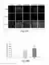 Fig. 18 - Dynamin mediated diseases and associated methods and products