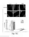 Fig. 23 - Dynamin mediated diseases and associated methods and products