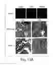 Fig. 24 - Dynamin mediated diseases and associated methods and products