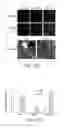 Fig. 25 - Dynamin mediated diseases and associated methods and products