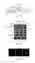 Fig. 31 - Dynamin mediated diseases and associated methods and products