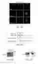 Fig. 43 - Dynamin mediated diseases and associated methods and products