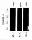 Fig. 13 - Methods and compositions for modulating immunity