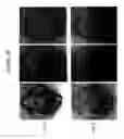 Fig. 40 - Methods and compositions for modulating immunity