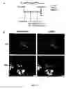 Fig. 13 - Nucleic acids useful for triggering tumor cell lethality