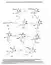 Fig. 05 - Treatment of EBV and KHSV infection and associated abnormal cellular proliferation