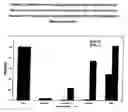 Fig. 13 - Treatment of EBV and KHSV infection and associated abnormal cellular proliferation