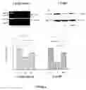 Fig. 06 - USE OF PPAR AGONISTS AS ANTI-OXIDANTS