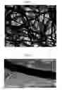 Fig. 02 - Composite nanofiber, composite nanofiber association, complex structure, and production method thereof