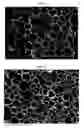 Fig. 08 - Clay-polyurethane nanocomposite and method for preparing the same