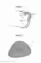 Fig. 06 - GENITAL SHIELD AND DIAPER