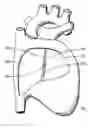 Fig. 01 - Device with biological tissue scaffold for percutaneous closure of an intracardiac defect and methods thereof