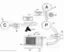 Fig. 01 - Apparatus and Methods of Advertising Utilizing Photographic Printer Services with Keyword Targeting