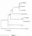Fig. 07 - Variants of the Gamma Chain of AMPX, DNA sequences encoding the same, and uses thereof