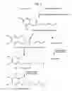 Fig. 03 - Compositions and Methods for Altering Alpha- and Beta-Tocotrienol Content