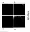 Fig. 22 - gene and its use in manipulating carotenoid content and composition in plants and other organisms