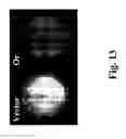 Fig. 26 - gene and its use in manipulating carotenoid content and composition in plants and other organisms