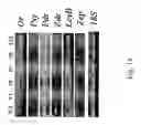 Fig. 31 - gene and its use in manipulating carotenoid content and composition in plants and other organisms