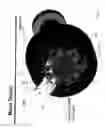 Fig. 06 - Firing pin and valve assembly