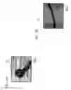 Fig. 03 - Magnetic nanotubes