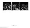 Fig. 80 - NOVEL PEROXIREDOXIN DEFENSE SYSTEM FROM MYCOBACTERIUM TUBERCULOSIS