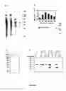 Fig. 83 - NOVEL PEROXIREDOXIN DEFENSE SYSTEM FROM MYCOBACTERIUM TUBERCULOSIS