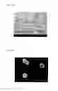 Fig. 64 - Luminescent Material And Method For Producing Same