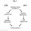 Fig. 02 - Virus Purification Methods