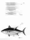 Fig. 07 - Tracking the geographic location of an animal