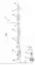 Fig. 02 - Laminate product, method for manufacturing, and article