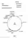 Fig. 07 - Recombinant spider silk proteins