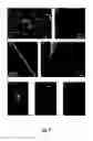 Fig. 08 - Recombinant spider silk proteins