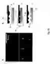 Fig. 09 - Pattern transfer by solid state electrochemical stamping