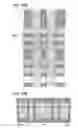 Fig. 40 - Nonvolatile semiconductor memory device