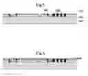 Fig. 08 - Parallel electron beam lithography stamp (PEBLS)