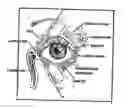 Fig. 01 - Compositons and methods for maintaining eyelid hygiene
