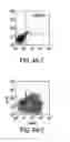 Fig. 10 - METHODS OF ISOLATING BIPOTENT HEPATIC PROGENITOR CELLS